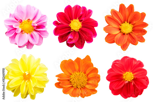 collection chrysanthemum Colorful isolated on white background.