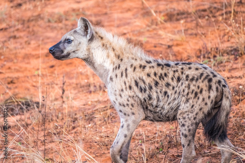 Spotted hyena  laughing hynea    Chobe Riverfront  Serondela  Chobe National Park  Botswana