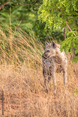 Spotted hyena (laughing hynea) , Chobe Riverfront, Serondela, Chobe National Park, Botswana