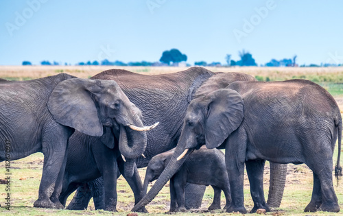 Large elephant herd taking a bath in the Chove river  Chobe Riverfront  Serondela  Chobe National Park  Botswana