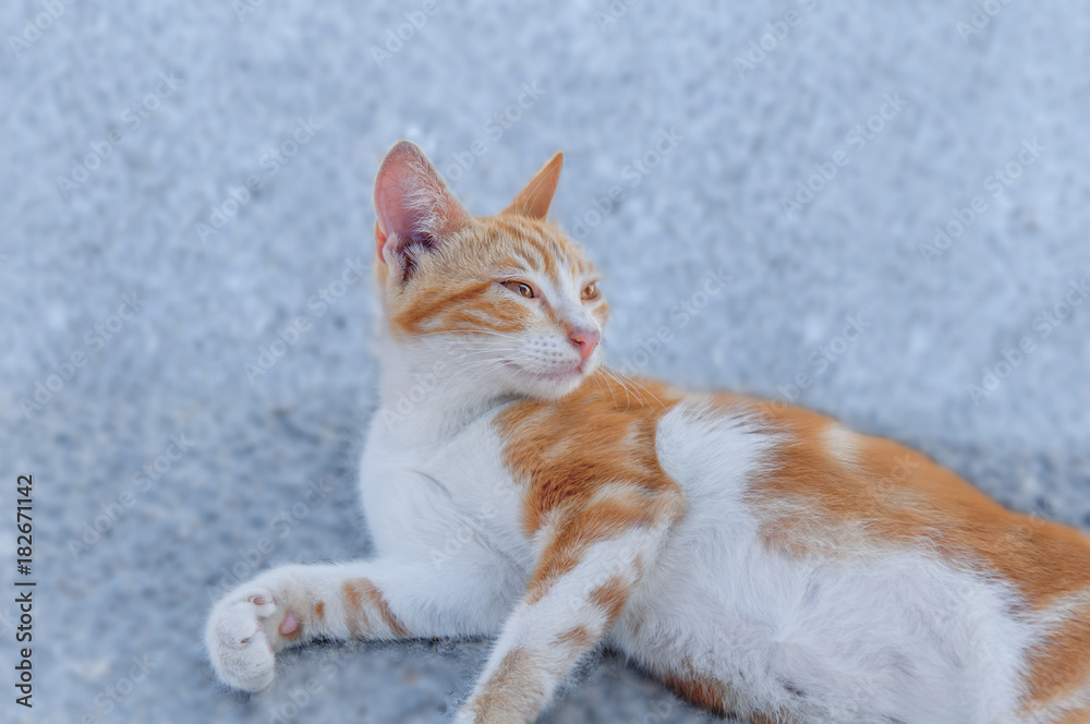 Small street drifter yellow young kitten on asphalt looking at side