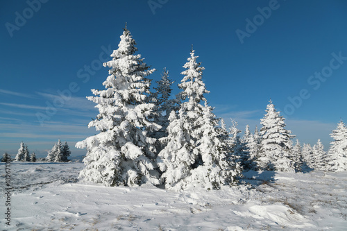 Lovely spruce trees covered with snow on top of the snowy hill at cold sunny day.