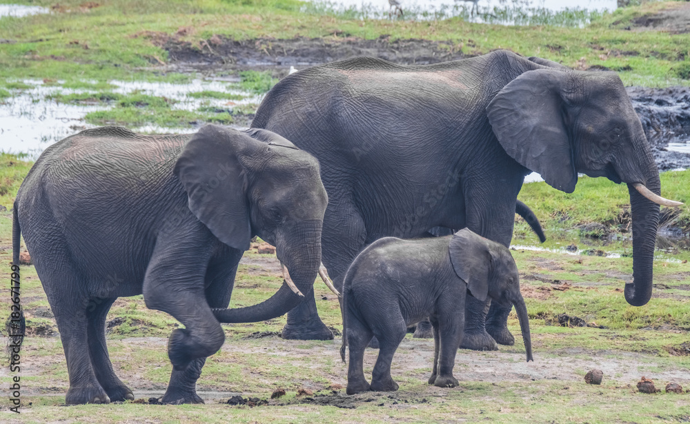 Fototapeta premium Large elephant herd taking a bath in the Chove river, Chobe Riverfront, Serondela, Chobe National Park, Botswana