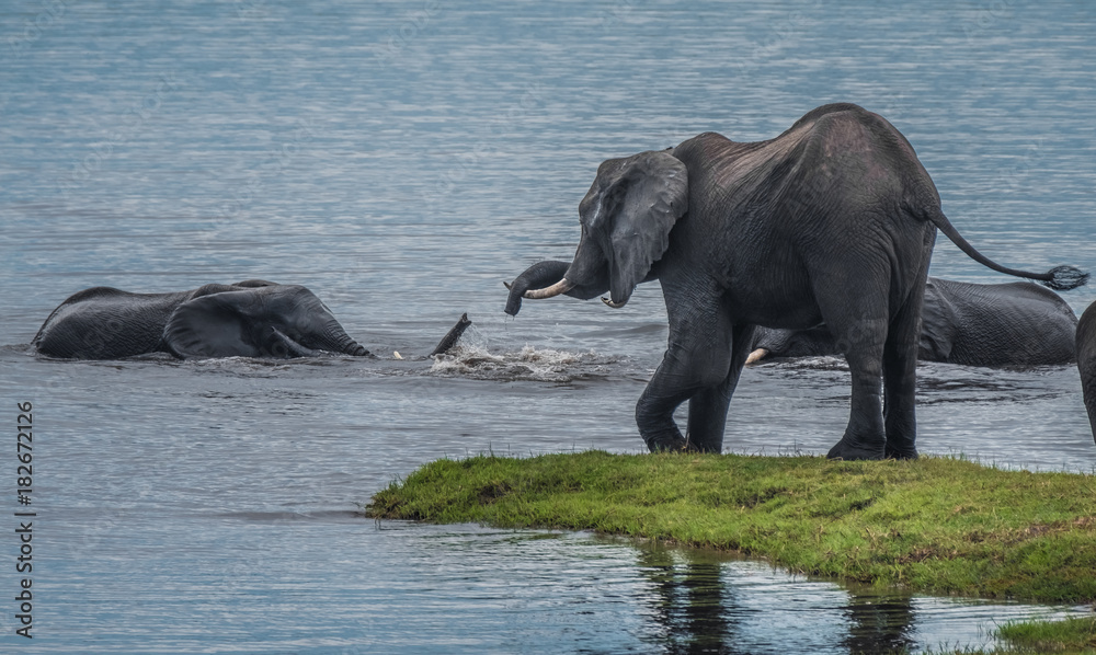 Large elephant herd taking a bath in the Chove river, Chobe Riverfront, Serondela, Chobe National Park, Botswana Large elephant herd taking a bath in the Chove river, Chobe Riverfront, Serondela, Chobe National Park, Botswana