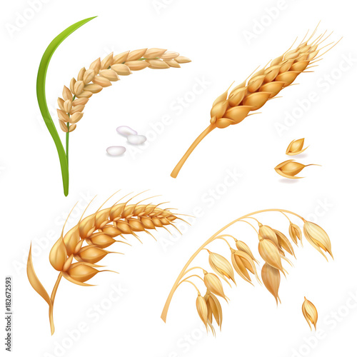 Wheat, barley, rice and oats. Ears vector set