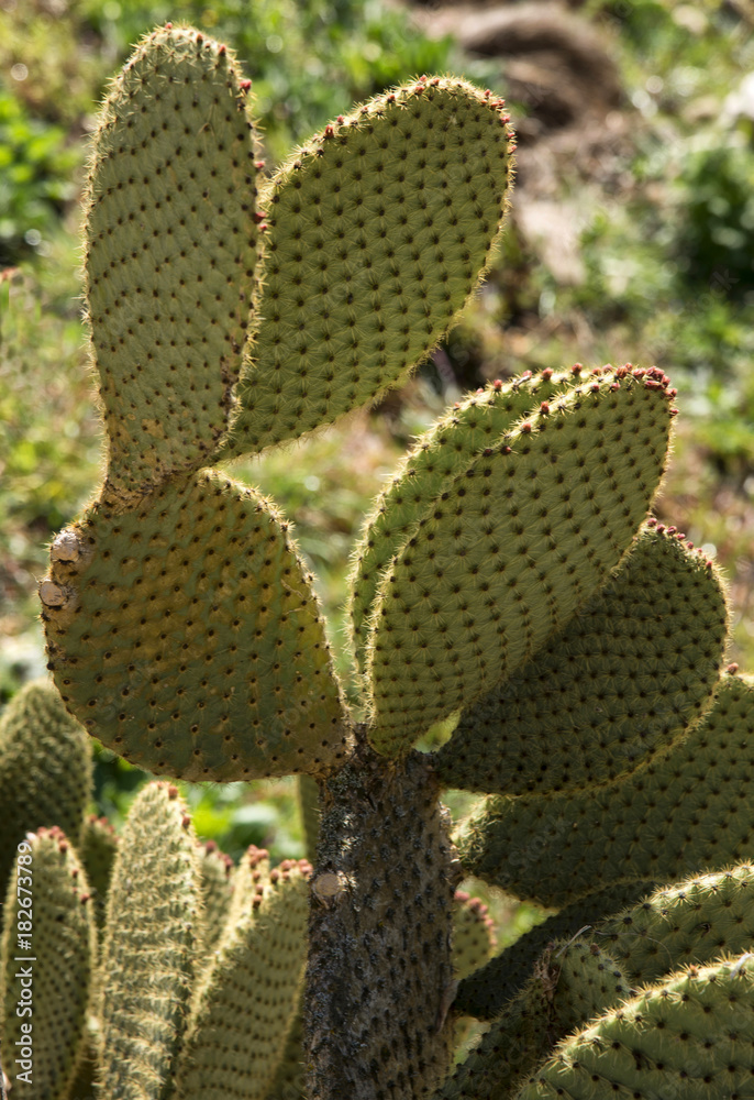 Cactus à Samitier, Aragon, Espagne Cactus à Samitier, Aragon, Espagne