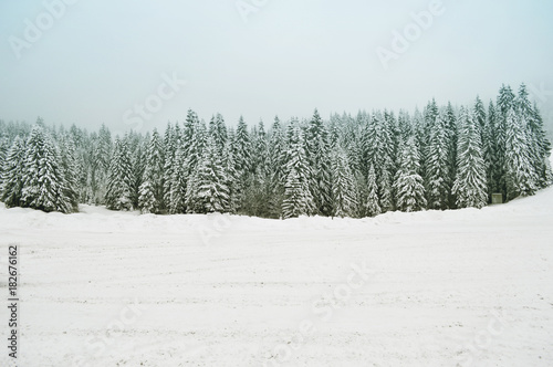 Winter forest background