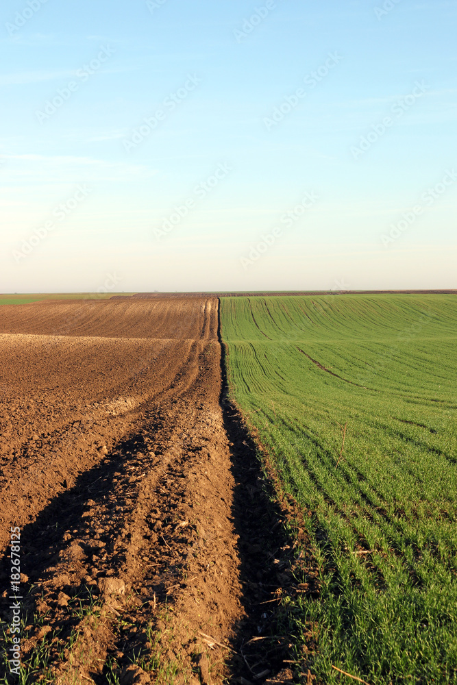 Young green wheat and plowed field autumn season