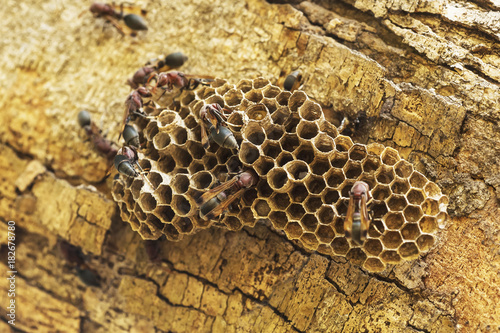 The insects are wasps make their nests on trees.