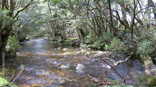 Stream in Tasmania flows through pristine forest.