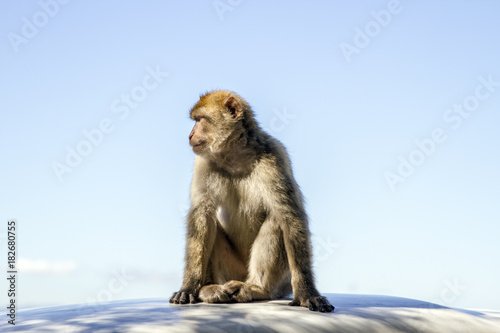 Macaque Monkeys at the Rock of Gibraltar © digitalwhiz