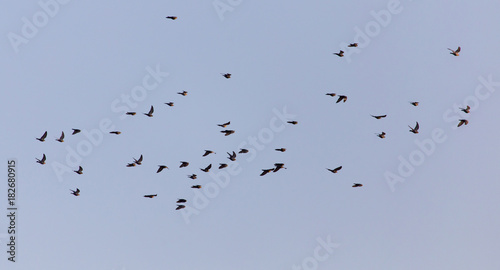 flock of birds of pigeons against blue sky sunset