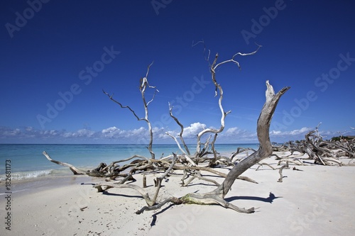 Drift wood on the beach of the coral island Cayo Jutias near Santa Lucia, Cuba