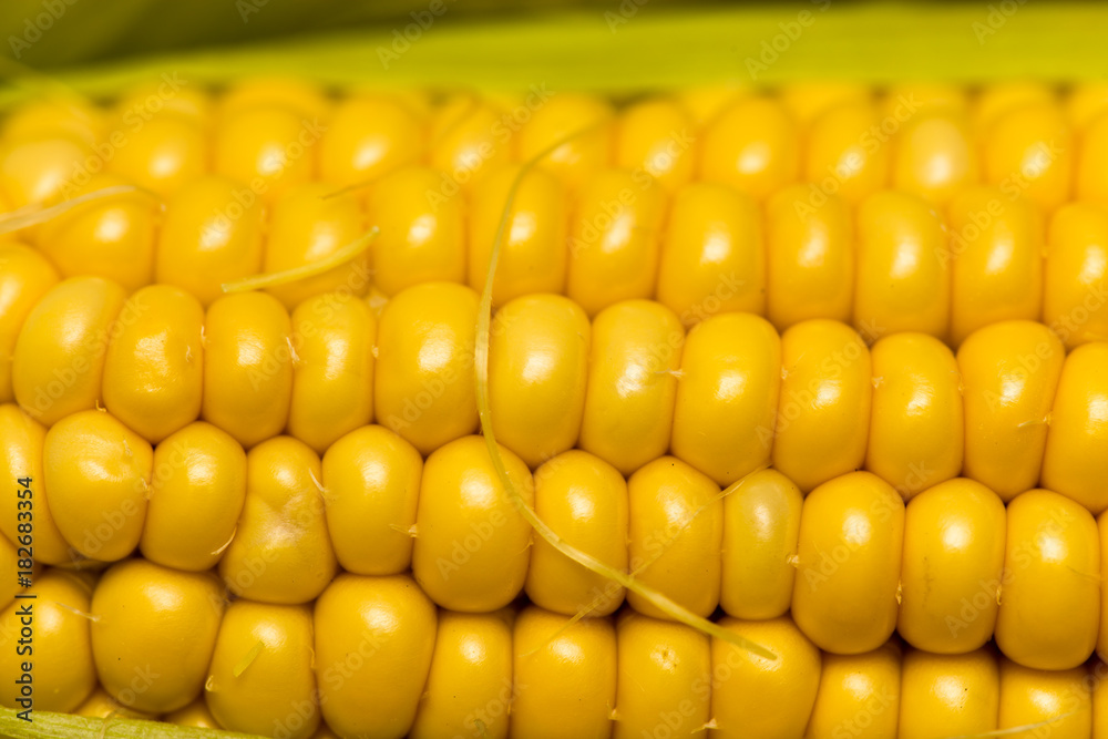 yellow corn kernels in the cob as a background yellow corn kernels in the cob as a background
