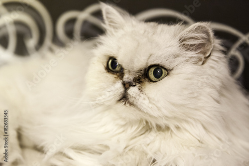 White persian cat