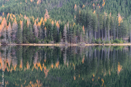 Beautiful, autumn colored, coniferous forest reflecting into the waters of the Ingeringersee (Lake)