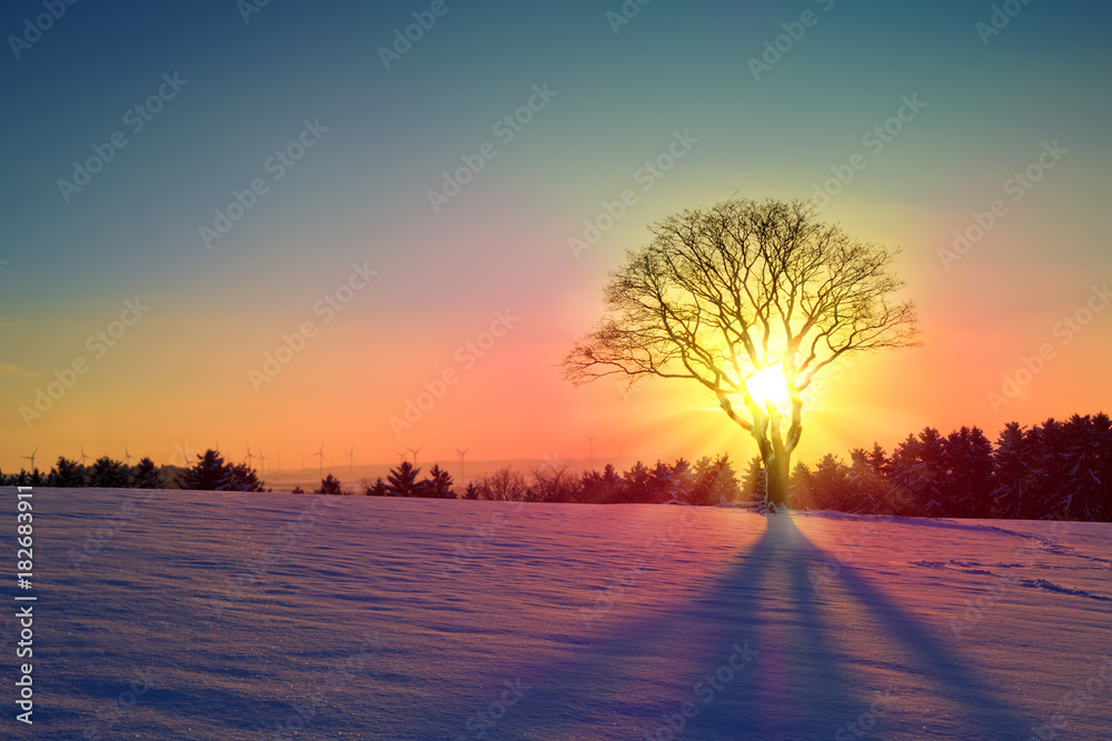 Winter sunset landscape with tree and snow field. - obrazy, fototapety, plakaty 