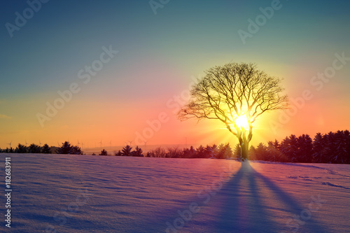 Winter sunset landscape with tree and snow field. © Swetlana Wall