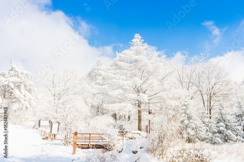  winter landscape in the mountains with falling snow in Seoul,South Korea. photo