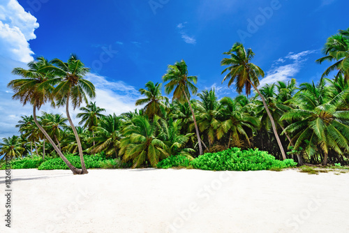 paradise resort beach palm tree sea Dominican Republic