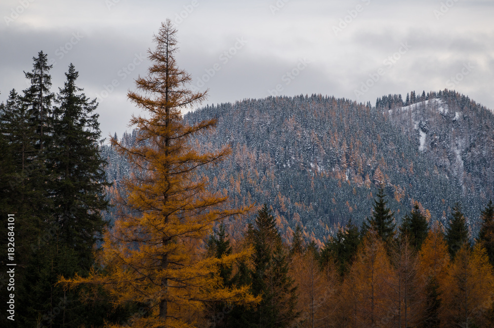 Yellow larch tree with beautiful alpine scenery in the background Yellow larch tree with beautiful alpine scenery in the background