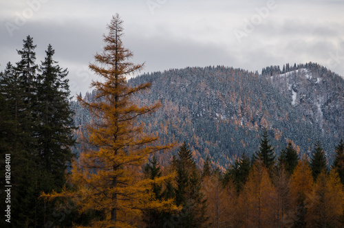 Yellow larch tree with beautiful alpine scenery in the background