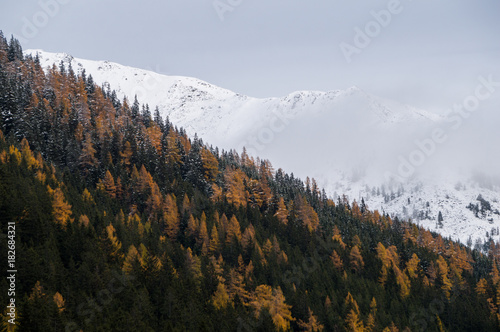 Foto Larch forest covered mountain slope with snow capped ridge in the background