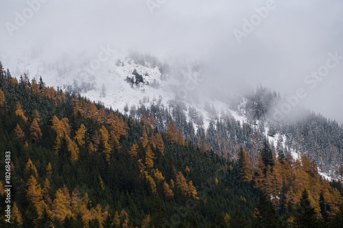 Mysterious late autumn/winter scenery with larch forest and mountain ridge engulfed by mist