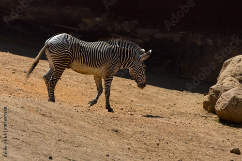 Zebra