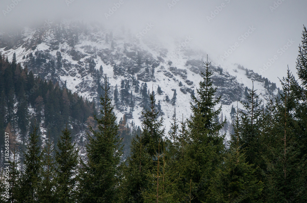 Obraz premium Fir trees in the foreground with cold, snow covered mountains in the background