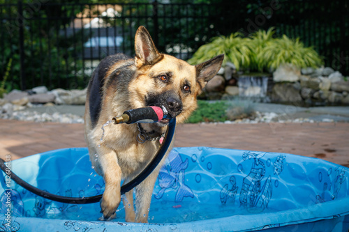 German Shepherd Playing with Water Hose photo