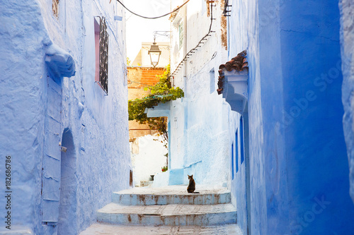 Lonely cat sits on the blue street somewhere in Morocco © IVASHstudio