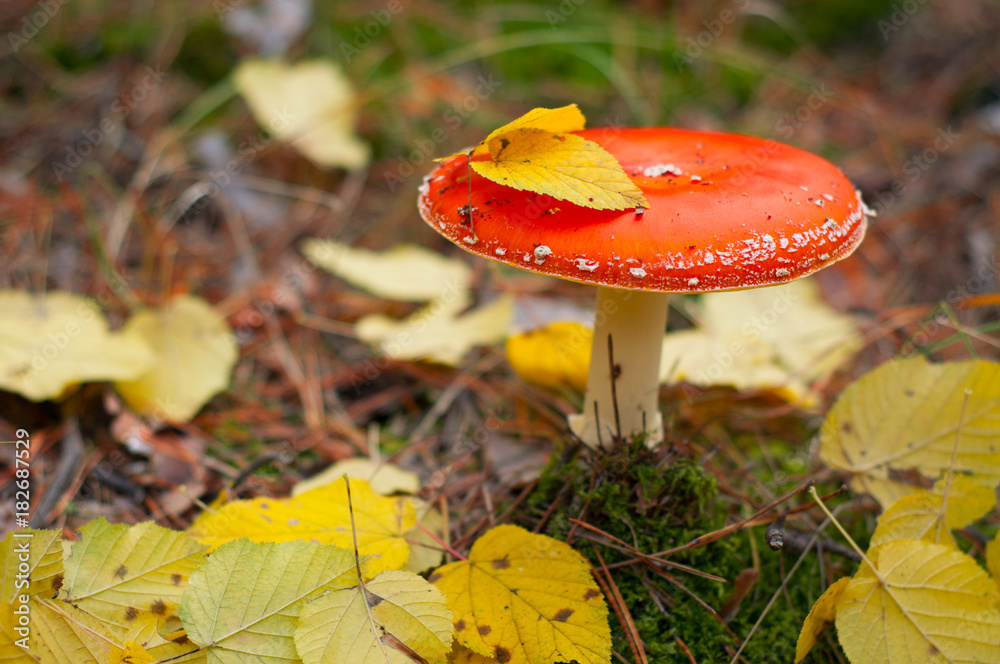 Mushroom Mushroom