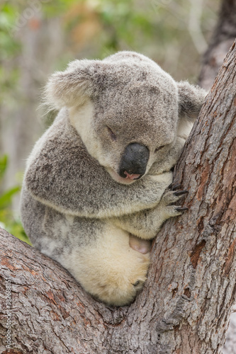 Photography Sleeping Koala