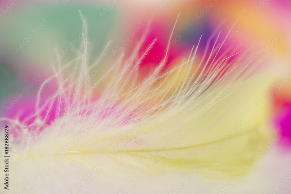 Obraz premium Colorful feathers for background