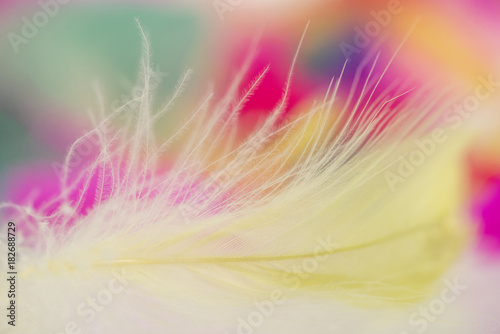 Colorful feathers for background