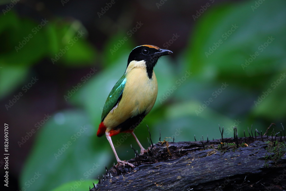 Naklejka premium Elegant Pitta (Pitta elegans) in Lombok Island, Indonesia 