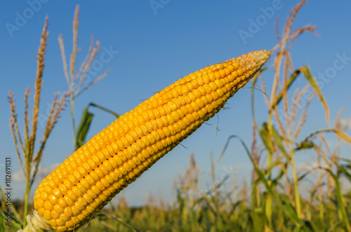 golden maize over field