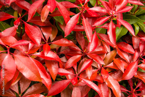 Lily of the Valley, mountain fire. pieris, japonica