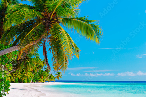 tropical sand beach with palm trees