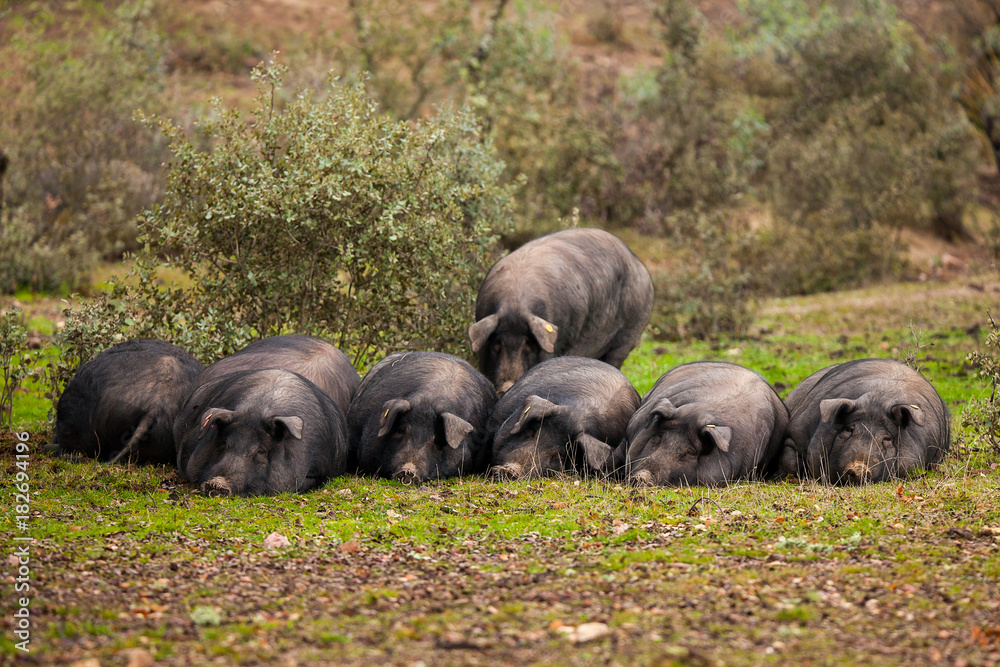 Iberian pigs lying on the grass of the cam... Iberian pigs lying on the grass of the cam...