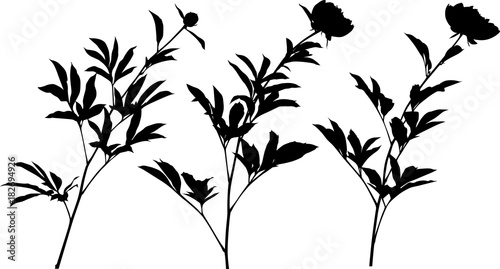 three peony silhouettes isolated on white