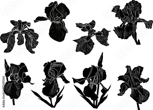 eight black iris isolated sketches
