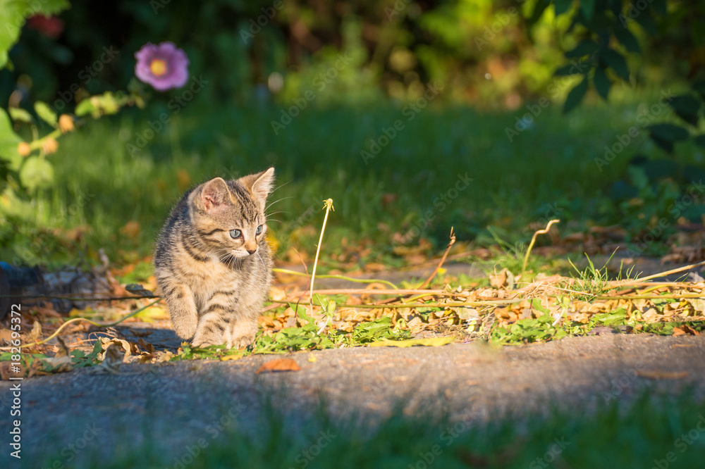 Kätzchen läuft einen weg im garten entlang