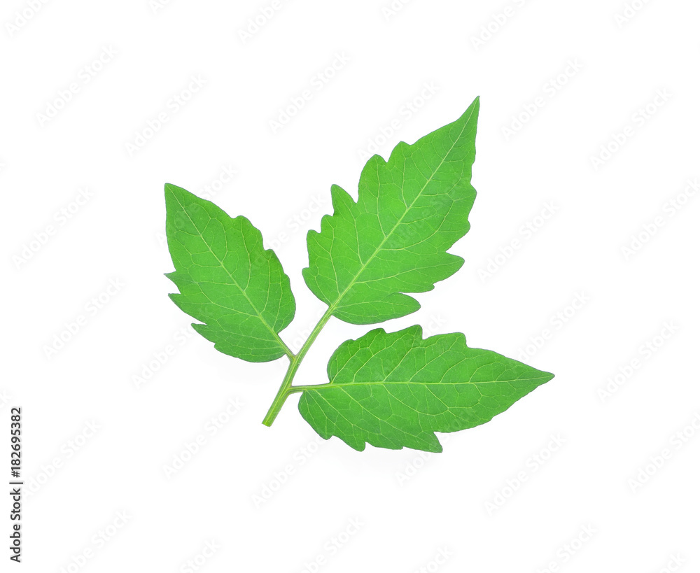 Tomato leaf isolated on white background Tomato leaf isolated on white background