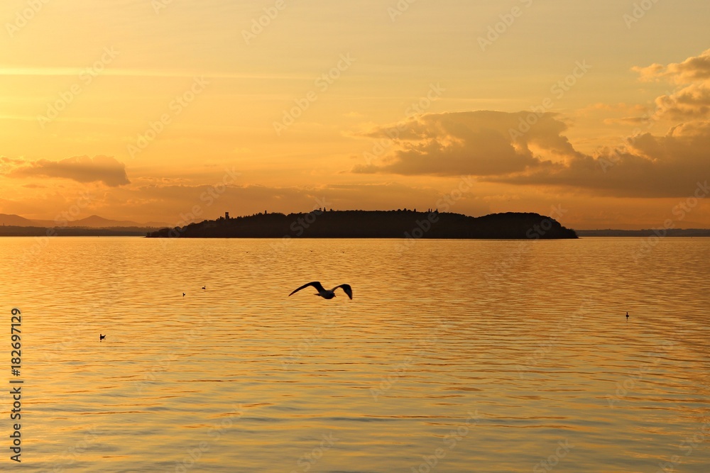 Italy, Umbria: Seagull on Trasimeno Lake.