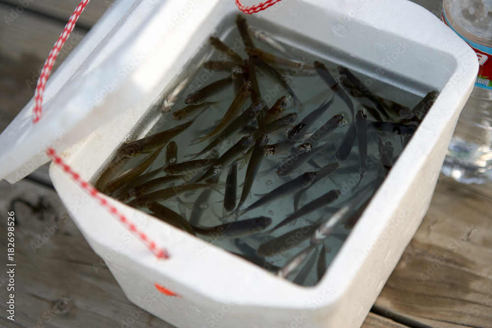 Small minnows swimming in a polystyrene box Stock Photo