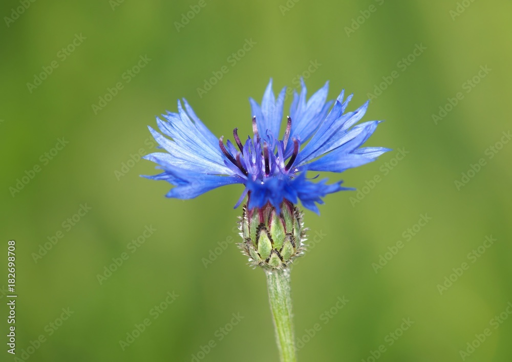 Cornflower (Centaurea cyanus) known as bachelor's button Cornflower (Centaurea cyanus) known as bachelor's button