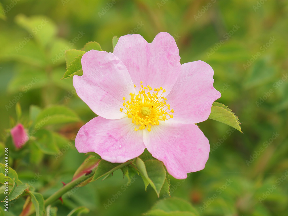 dog rose flower (Rosa canina)
