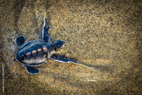 Fotografie Young green turtle crawling on sand, Indonesia, Java